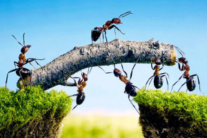 Las hormigas representan entre el 15% – 20% de la biomasa animal de ...