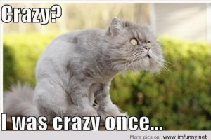 Crazy cat, OMG what a face! | Funny Pictures, Funny Quotes – Photos ...