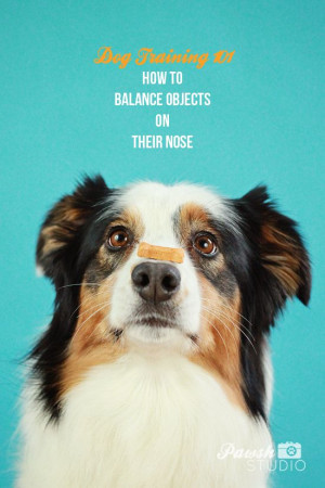 How to train a #dog to balance objects on their nose!