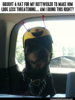 Does this Rottweiler look less threatening with his hat on?? LOL