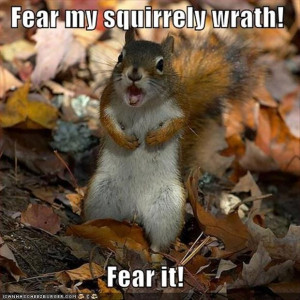funny squirrels
