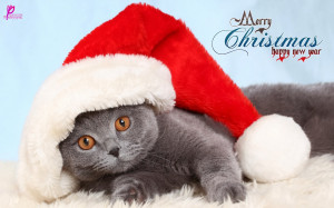 Cat with Santa Cap for Kids Merry Christmas and Happy New Year Wishes ...
