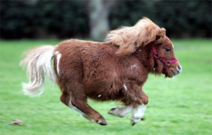 Mini Horse
