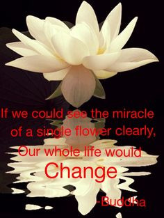 Buddha quote. #buddha #buddha quotes More