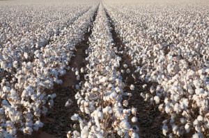 ... Snow, White Gold, West Texas, Cottonfield, Mississippi, Cotton Fields