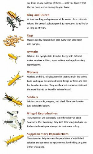 Let HILSEN be your line of defense against termite invasions.