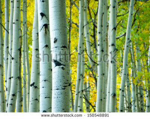 Juan Range Of The Colorado Rocky Mountains Autumn Turns Aspen Trees