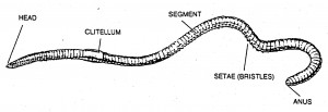 Earthworm Diagram