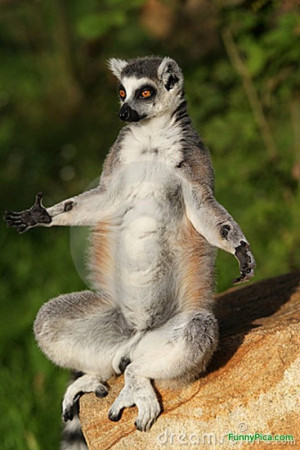Funny Lemur Fotopedia