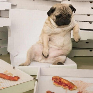 The Funniest Dogs Ever - Funny Pictures