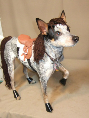 Awesome horse costume for a dog
