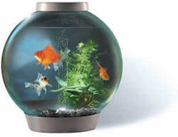 Biosphere Fish Bowl