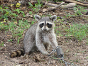 Name: IMG_2853 (Medium).JPGViews: 7443Size: 107.6 KB