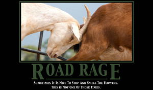 Road Rage Photograph
