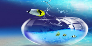 fish-jumping-out-of-water-bowl-fb-cover-620x310.jpg