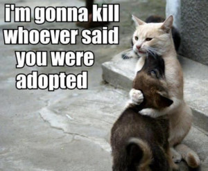 dogs #cats #love #family #lovequotes #funny #jokes #animals