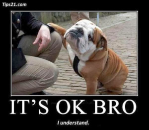... funny dogs and cats fighting,funny dogs and cats quotes,funny dogs at