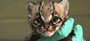Ocelot Cat