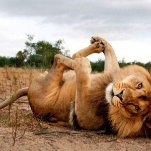 ... know what they want to do with their lives. Quotes, animals, lions