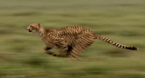 gif animals cheetah big cats great migrations