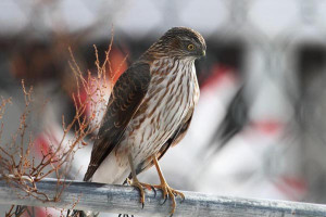 Riding the Fence – America’s Horse Daily