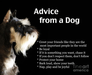 Advice From A Dog Photograph