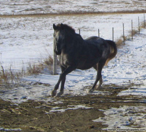 Discuss What Kind Of Conformation Should A Barrel Horse Have? at the ...