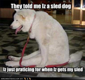 Sled dog