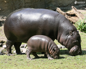 Free wallpapers hippopotamus