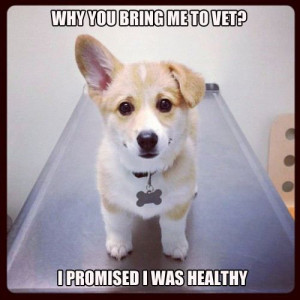 The Vet? So cute especially since I just took my puppy to the vet ...