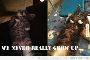 Cat memes – [We never really grow up]