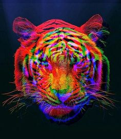 Trippy the Tiger More