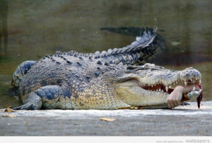 Crocodile Pictures Photos American Crocodiles Wallpapers Pics ...