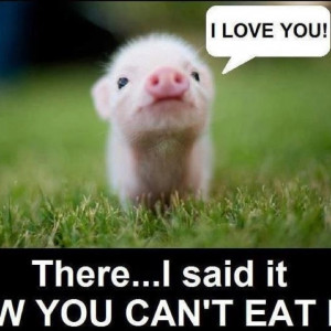 ... Pigs, Teas Cups, Minis Pigs, Baby Pigs, Piggy, Teacups Pigs, Pet Pigs