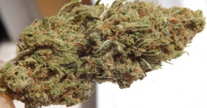 Marijuana Strain Review Rating of Blue Dream: 5 of 5 Stars!