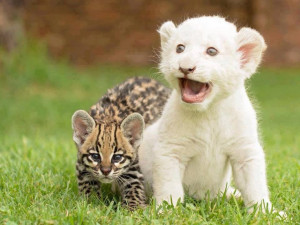 baby ocelot and white lion