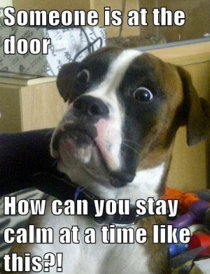 Every Dog’s Response To A Doorbell