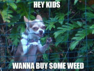Skinny dog: Hey guys, wanna buy some weed