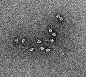 Electron Microscope Ribosomes