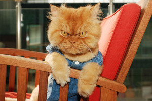 Meet Garfi, The World’s Angriest Cat