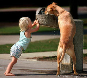 funny teamwork dog waterfountain