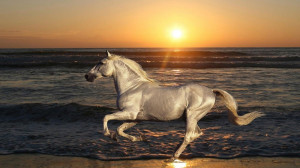 Horse at the Sea Photos,HD Wallpapers,Images,Pictures