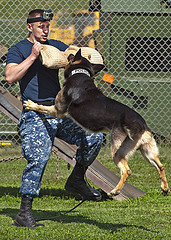 military police working dog attacks. (Photo credit: Official U.S ...