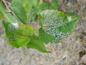 And Aspen Leaf Miners The...