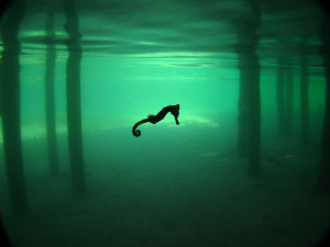 摄影师在洪都拉斯Roatán潜水时拍摄到这张空灵的海马 ...