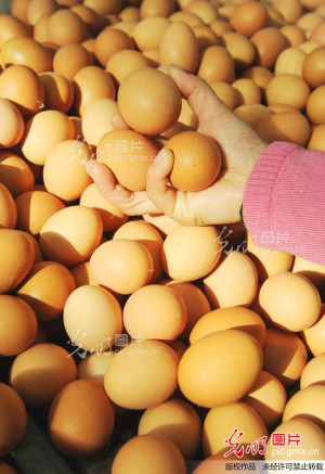 ... price stability there are rises; Eggs, edible oil, fruit price