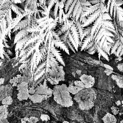 Nature Art - Fern black and white photograph by Ann Powell