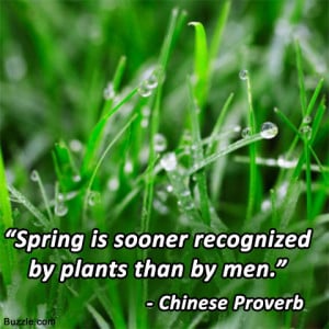 Spring is sooner recognized by plants than by men.