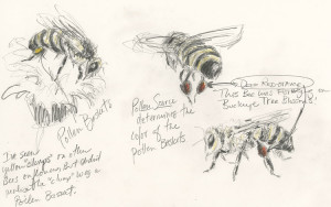 Pencil Sketches From Sketchbook Honey Bees With Filled Pollen