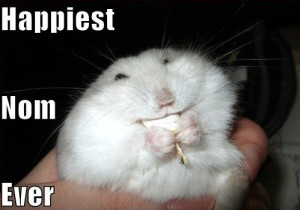 Funny Hamsters